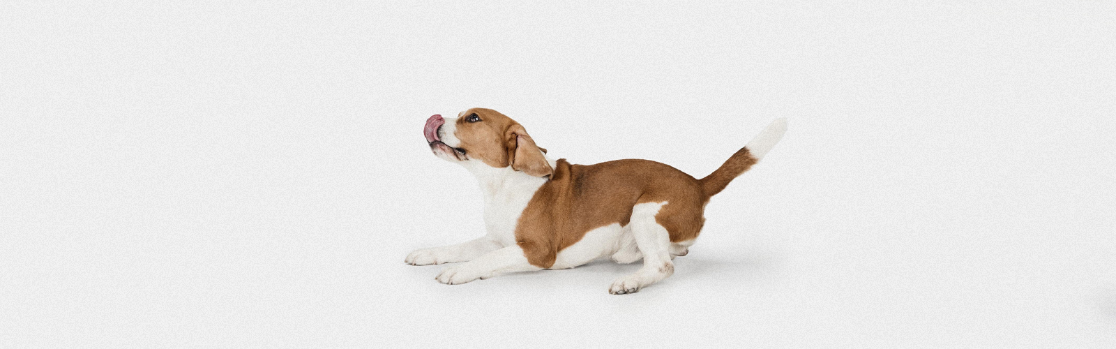 Routine quotidiana per il tuo cane