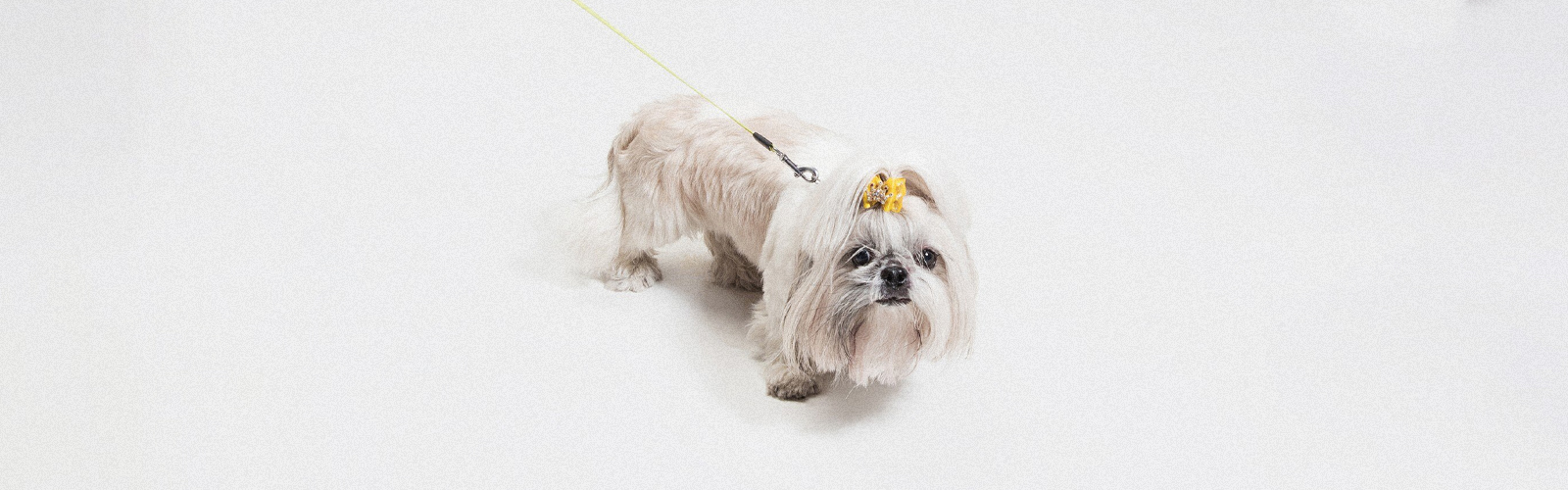 Ho visto un cane con un fiocco giallo al guinzaglio
