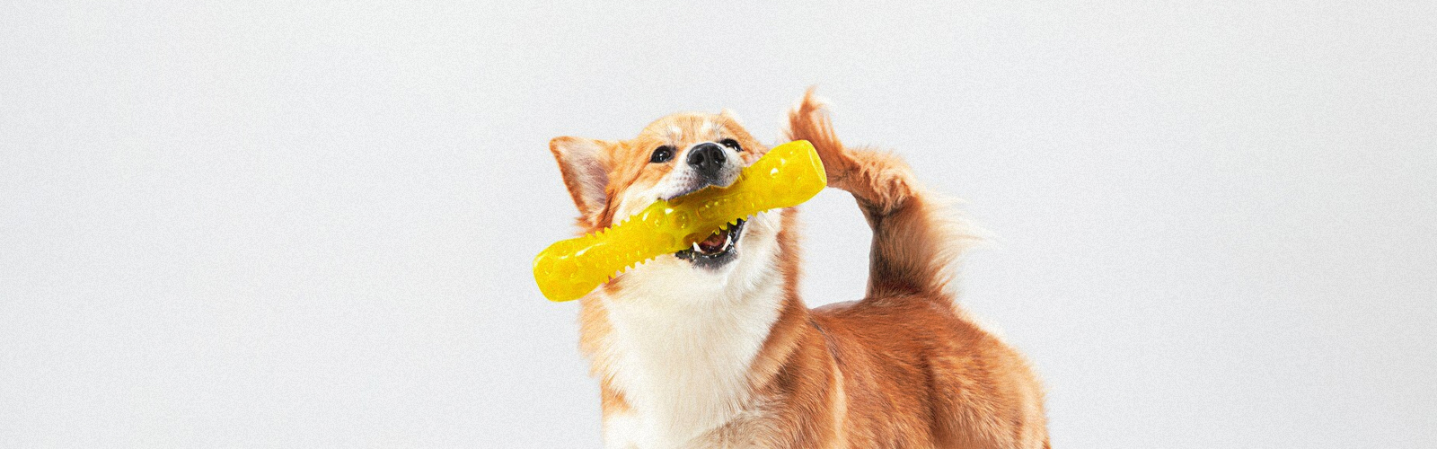 Il Kong per cani: un indispensabile strumento per l’educazione e il divertimento